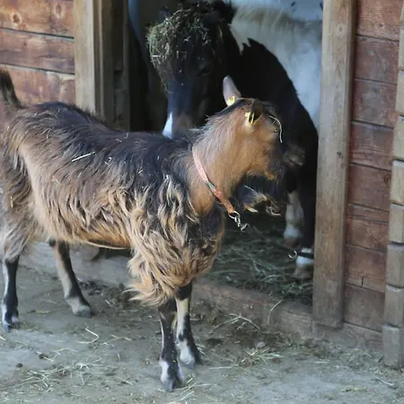 Hotel Fasching Hotel 3*