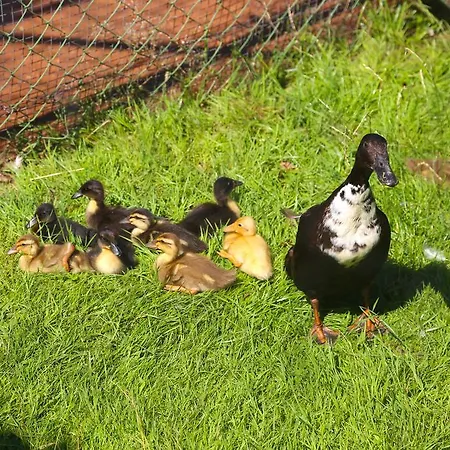 Hotel Fasching 3* Sankt Georgen am Langsee