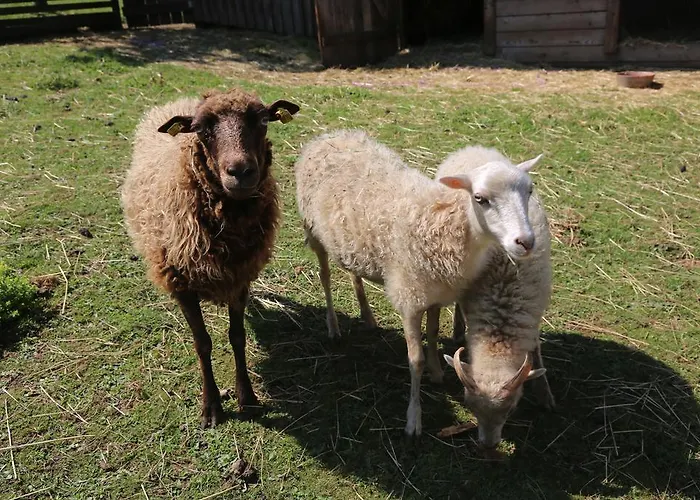 Hotel Hotel Fasching