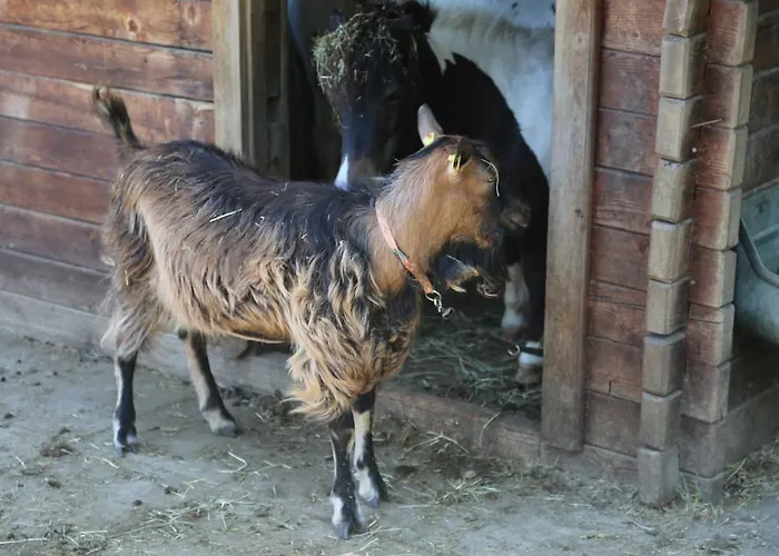 Hotel Fasching Hotel 3*