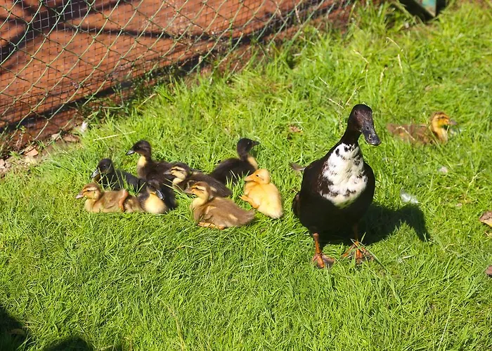 Fasching 3* Sankt Georgen am Längsee